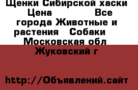 Щенки Сибирской хаски › Цена ­ 18 000 - Все города Животные и растения » Собаки   . Московская обл.,Жуковский г.